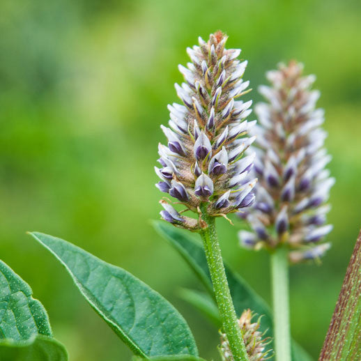 צמח הליקוריץ פלוס המקורי