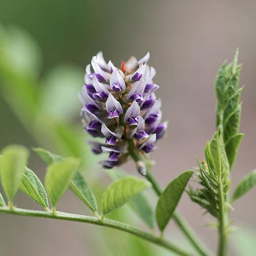צמח הליקוריץ פלוס המקורי